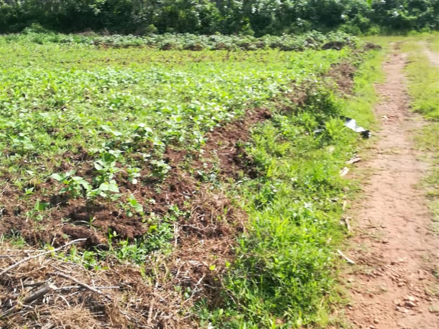 Residential Land for sale in Njerere Mukono