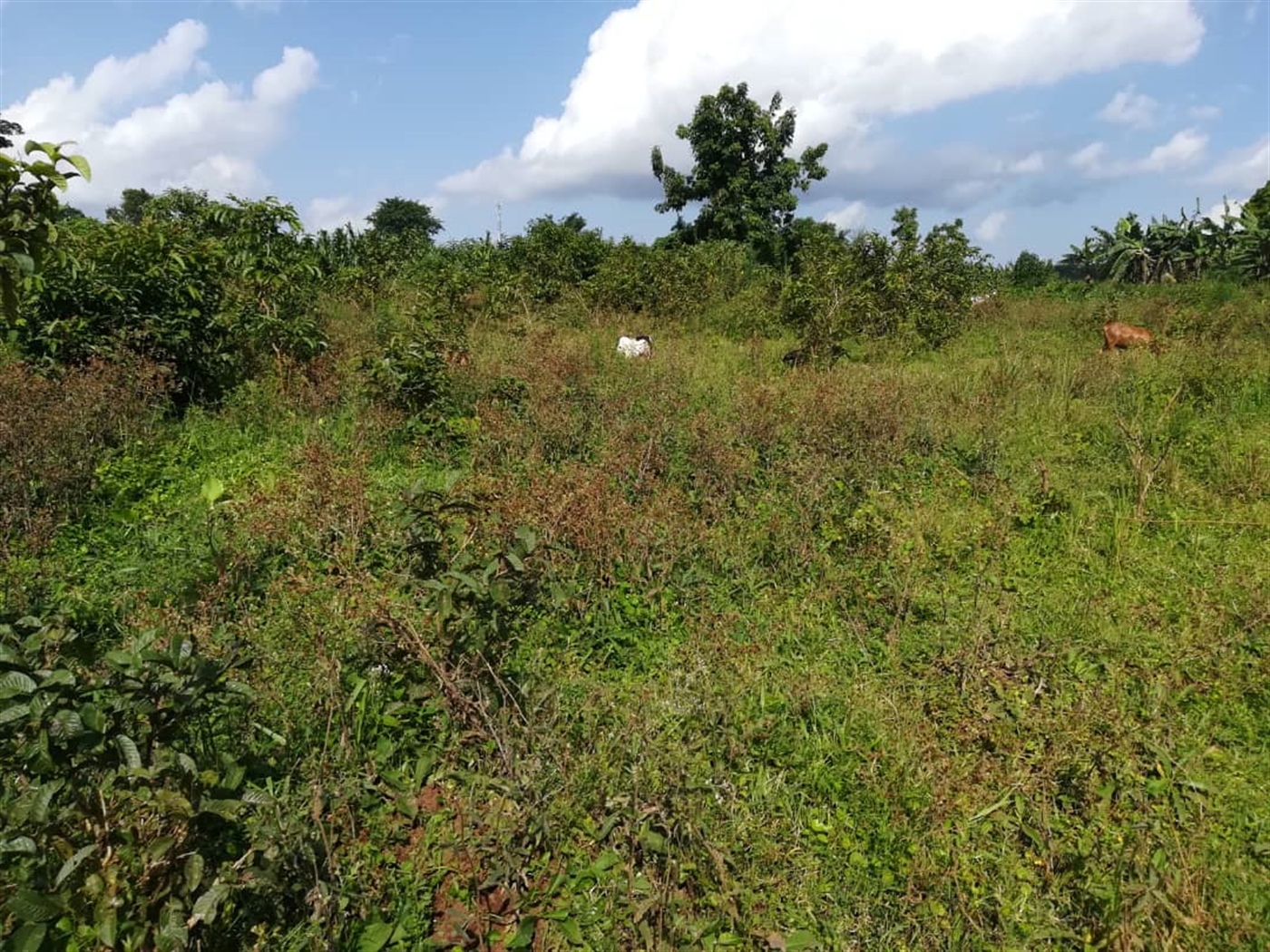 Residential Land for sale in Njerere Mukono