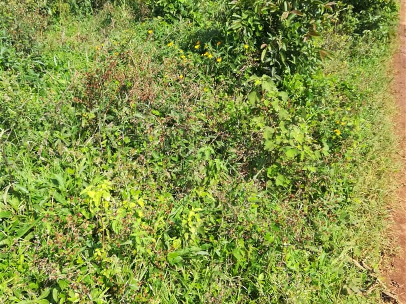 Residential Land for sale in Njerere Mukono