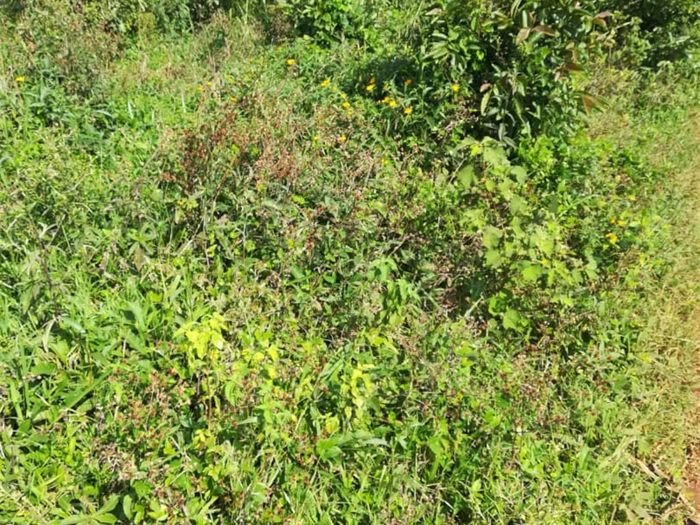 Residential Land for sale in Njerere Mukono