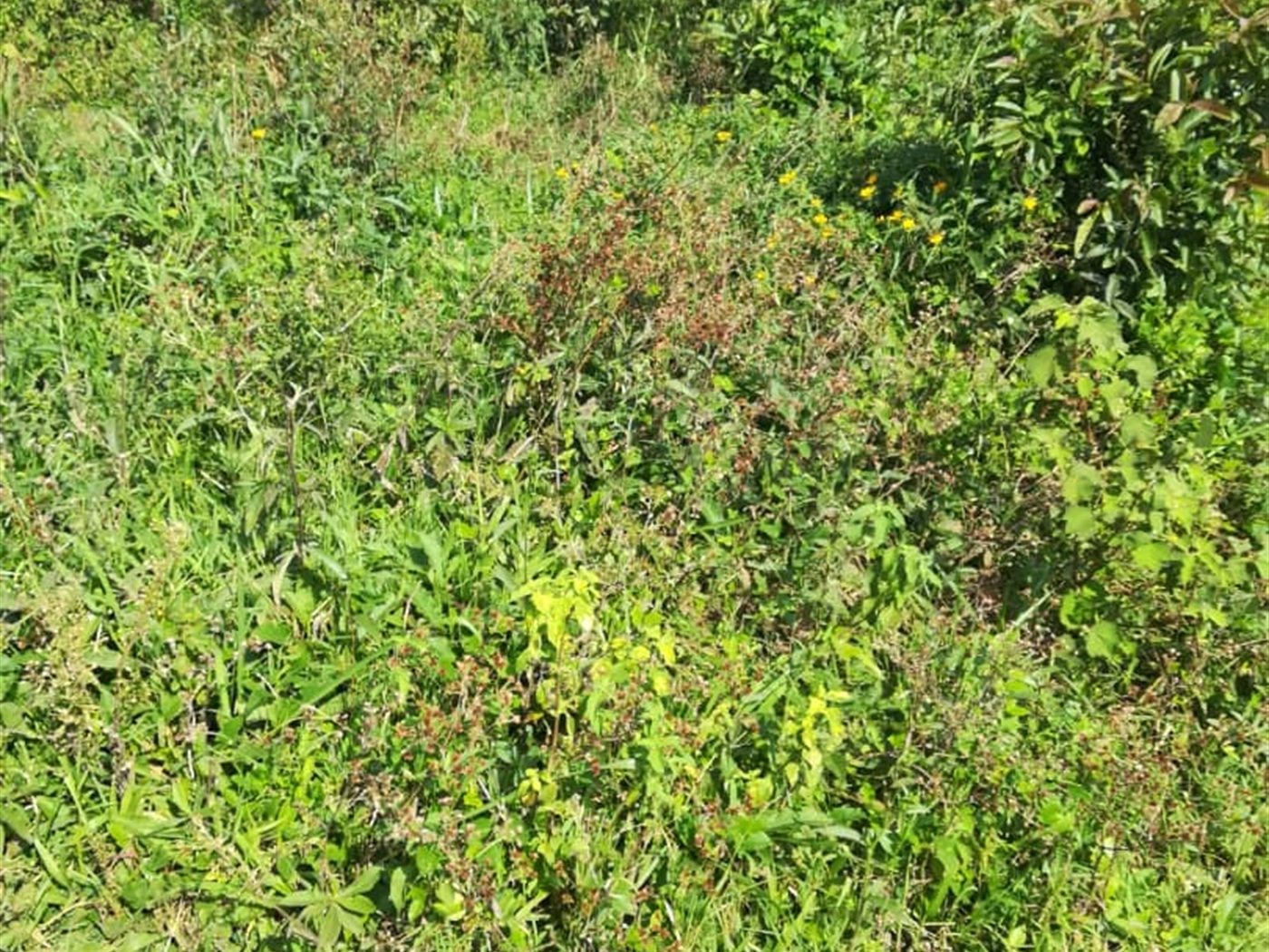 Residential Land for sale in Njerere Mukono