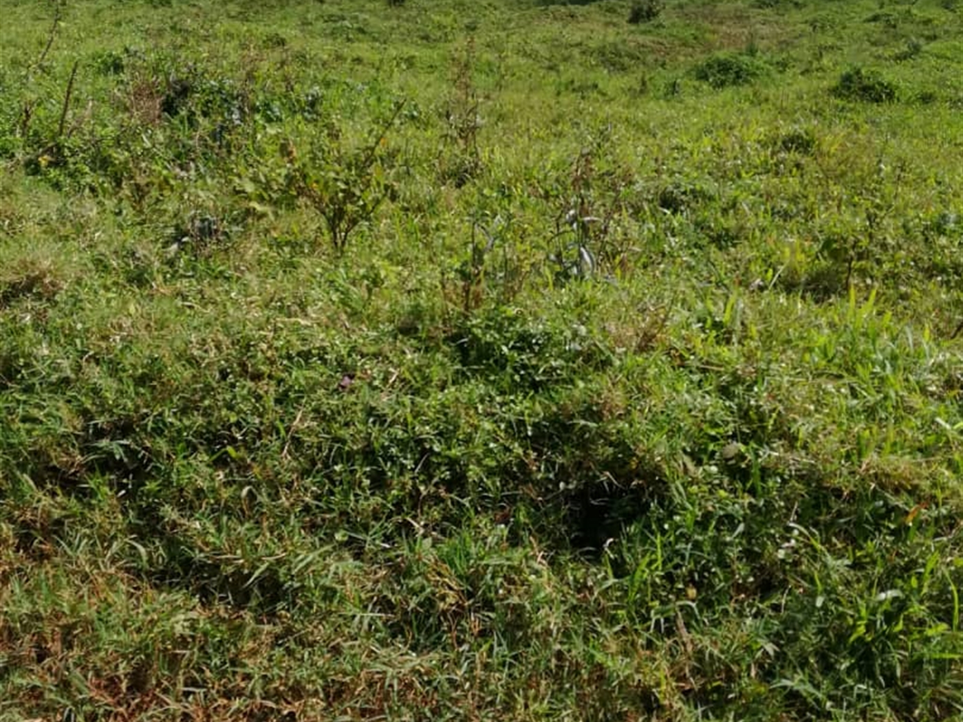 Residential Land for sale in Njerere Mukono