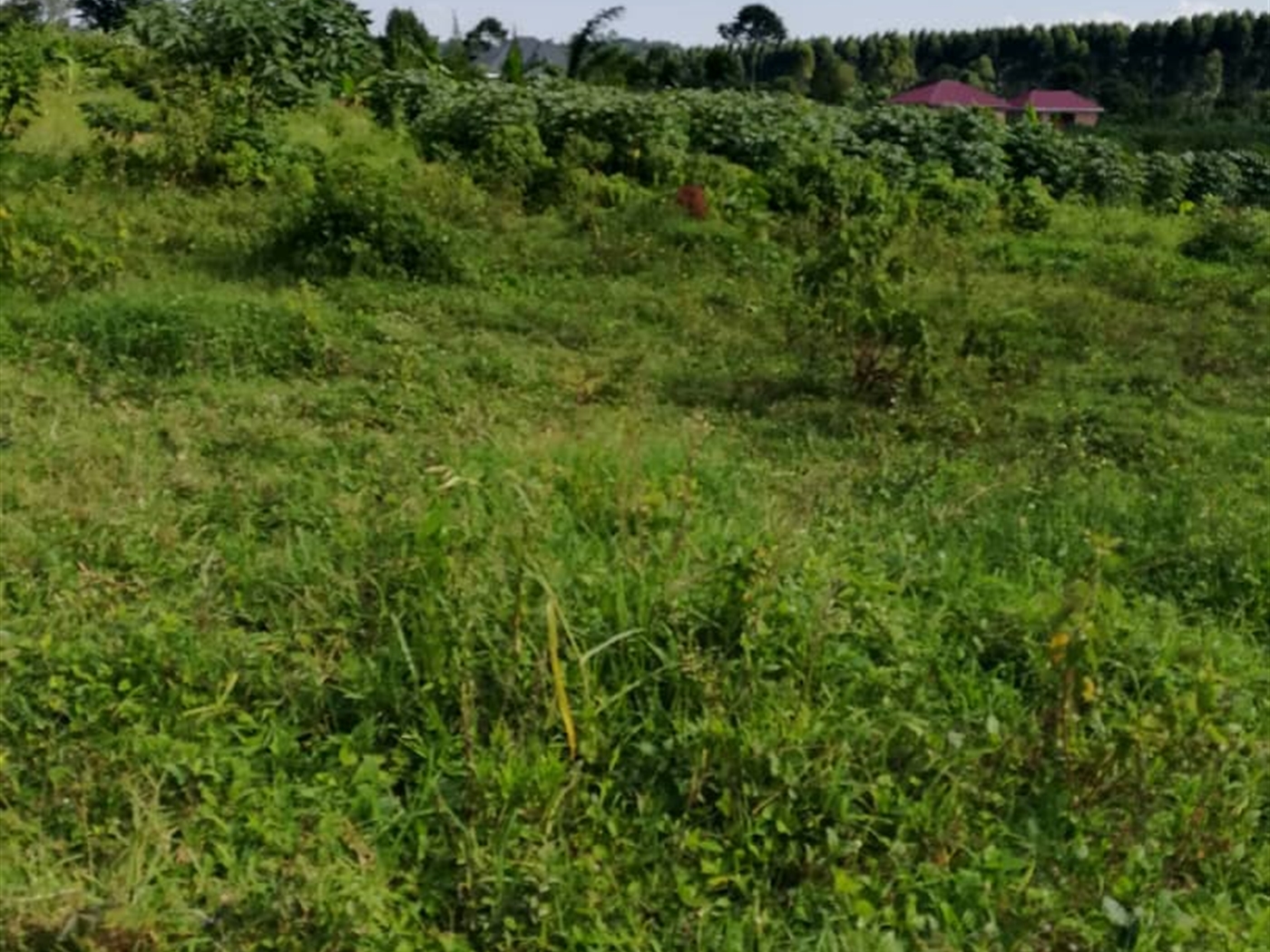 Residential Land for sale in Njerere Mukono