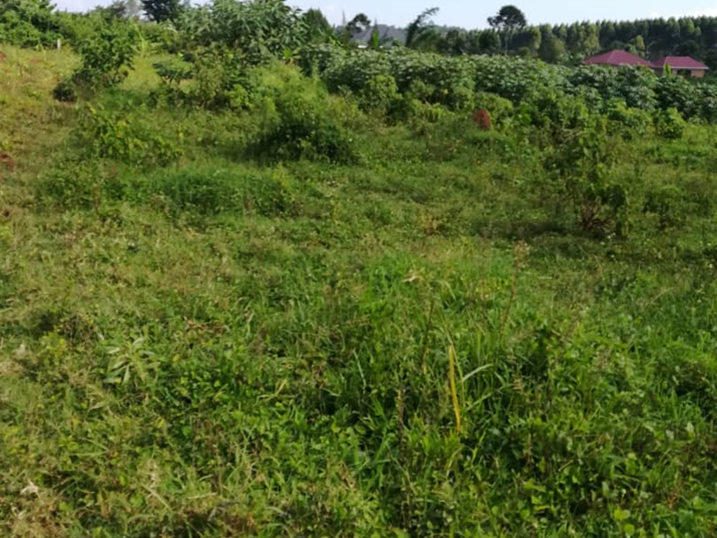 Residential Land for sale in Njerere Mukono