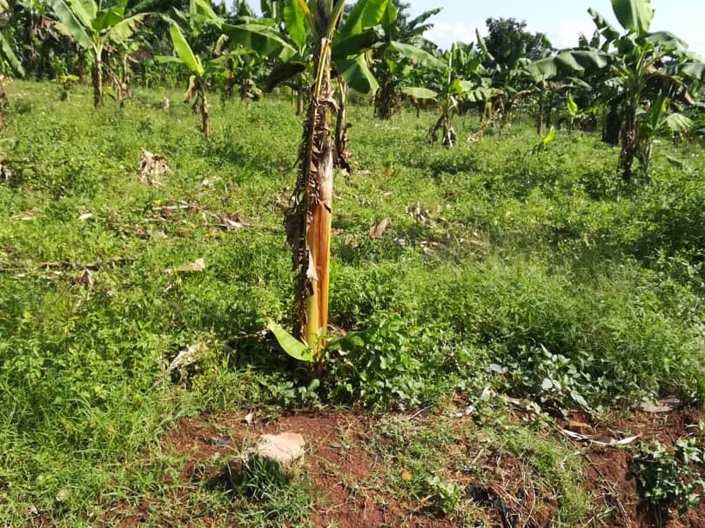 Residential Land for sale in Njerere Mukono