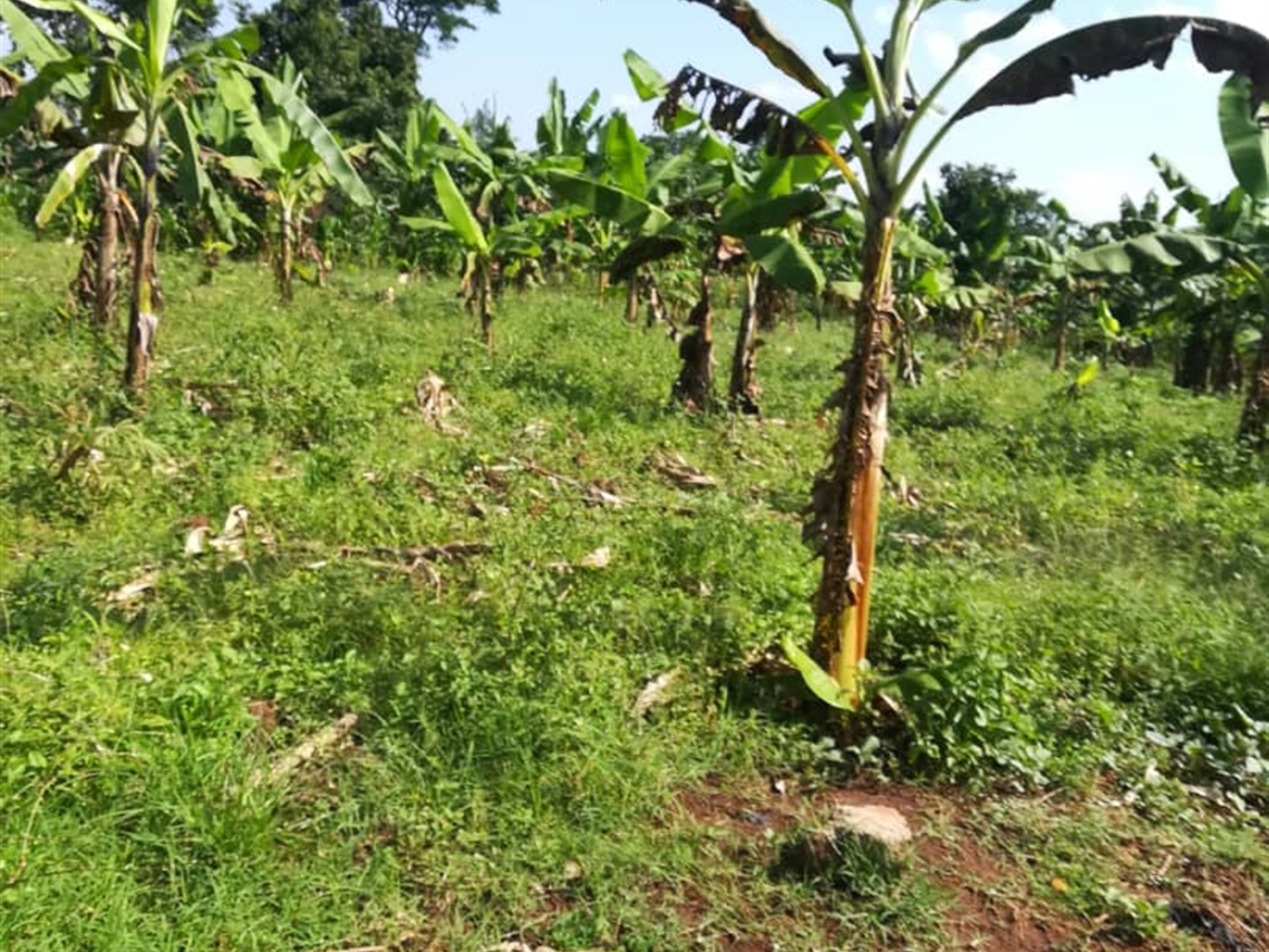 Residential Land for sale in Njerere Mukono