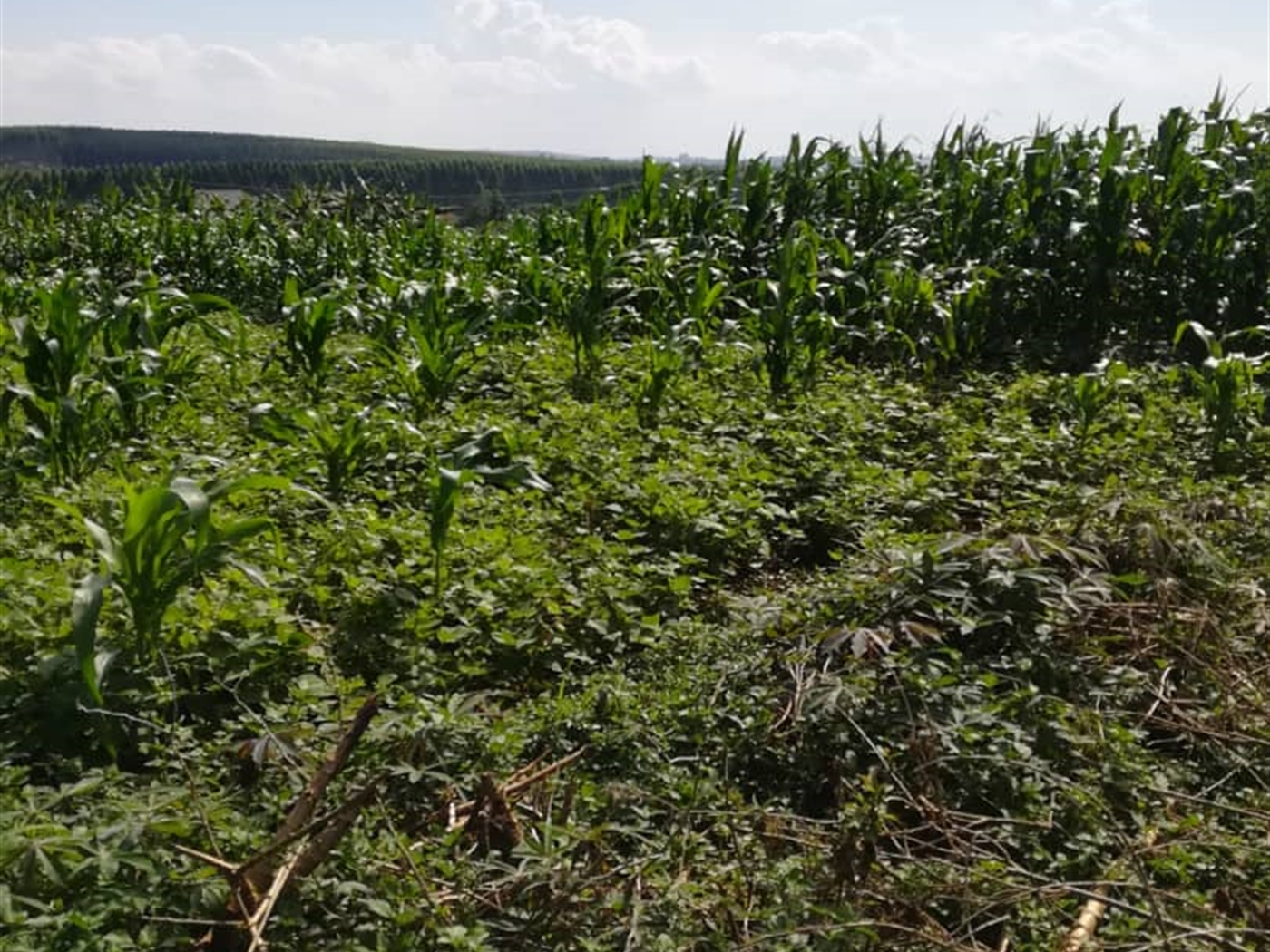 Residential Land for sale in Njerere Mukono