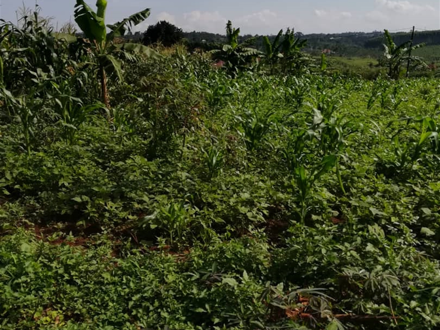 Residential Land for sale in Njerere Mukono