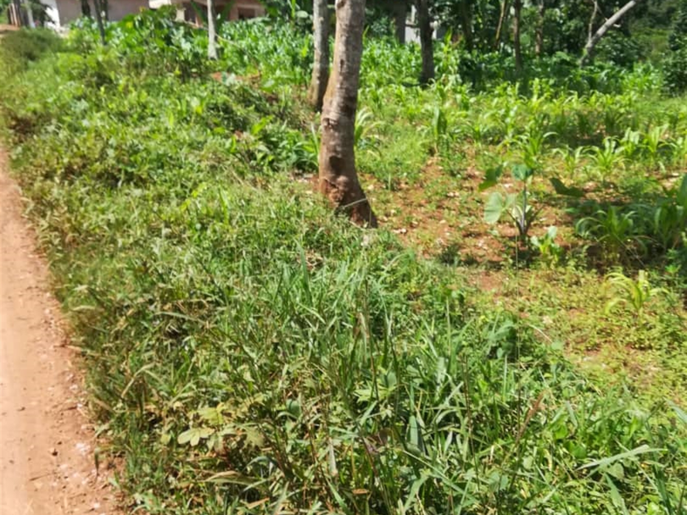 Residential Land for sale in Kigombya Mukono