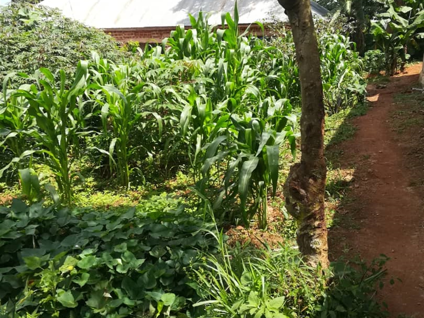 Residential Land for sale in Kigombya Mukono