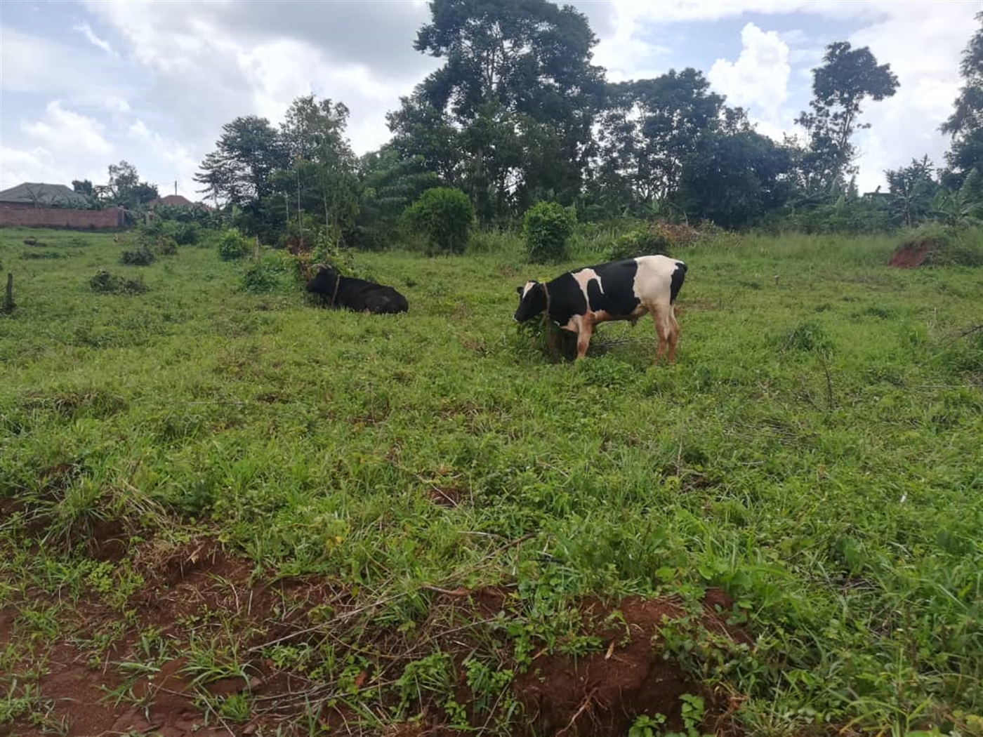 Residential Land for sale in Mbalala Mukono