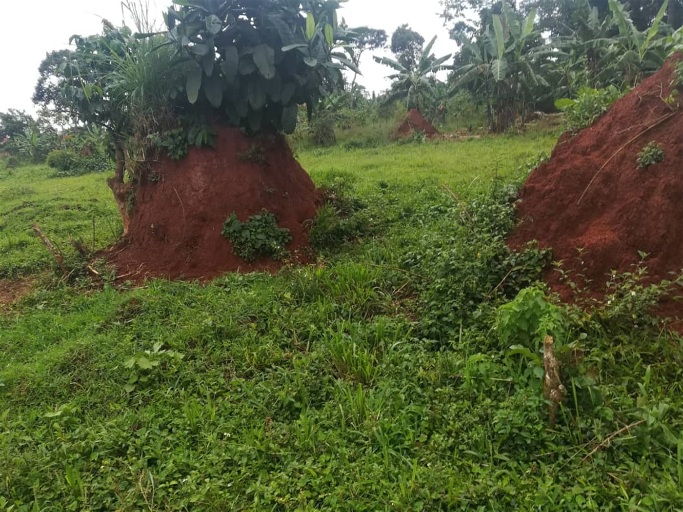 Residential Land for sale in Namataba Mukono