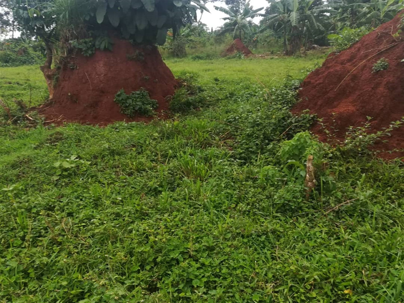 Residential Land for sale in Namataba Mukono