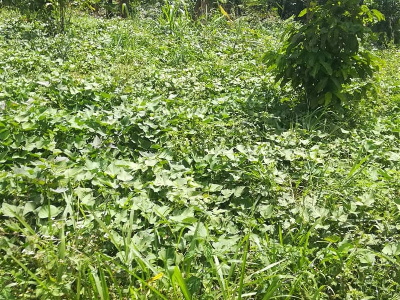 Residential Land for sale in Nsuube Mukono