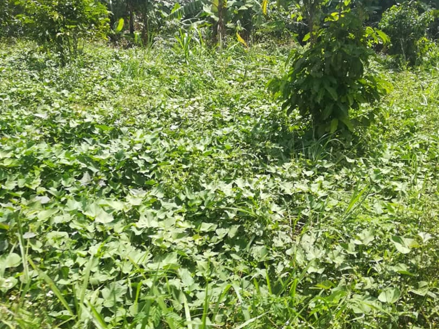 Residential Land for sale in Nsuube Mukono