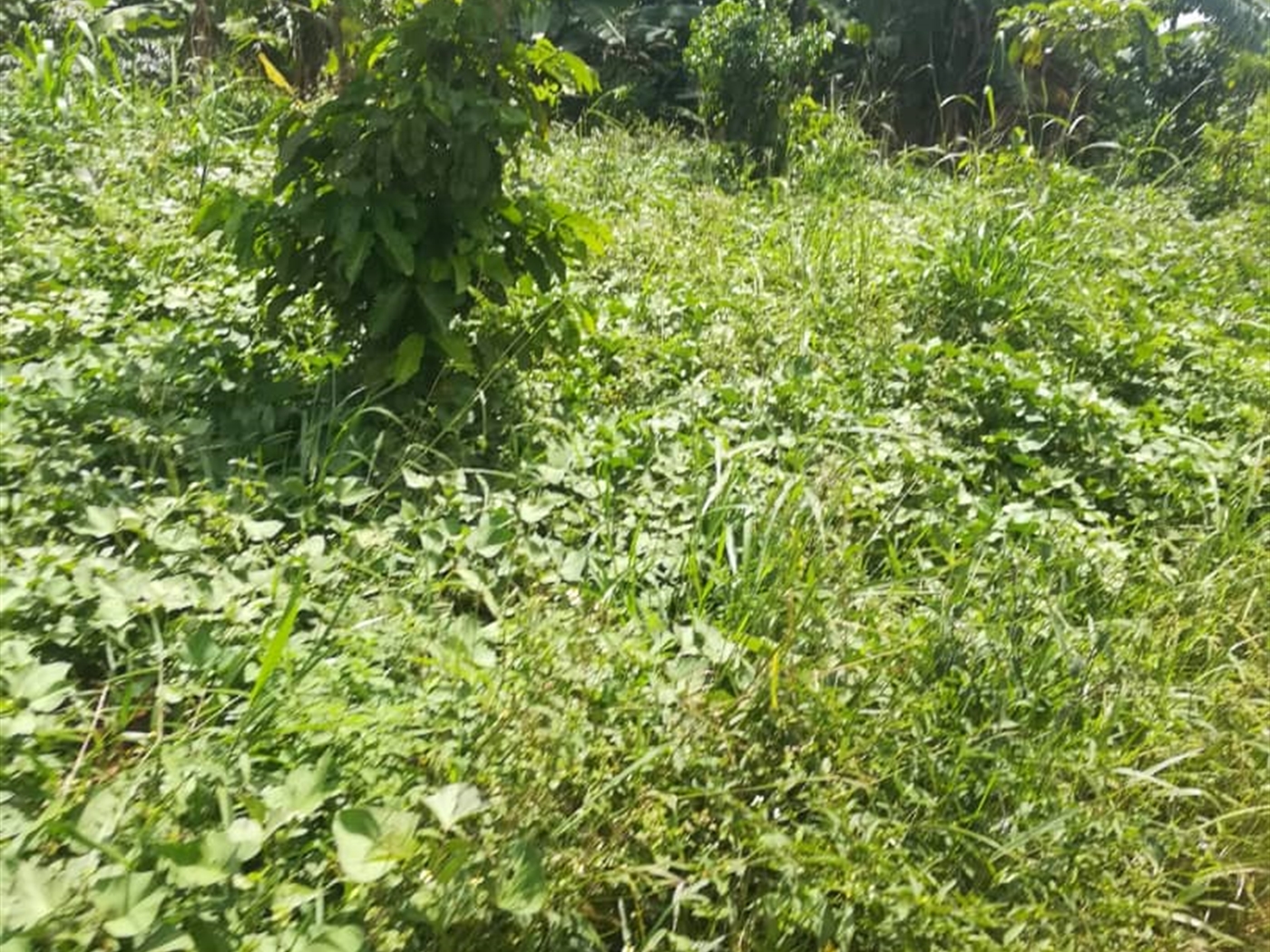 Residential Land for sale in Nsuube Mukono