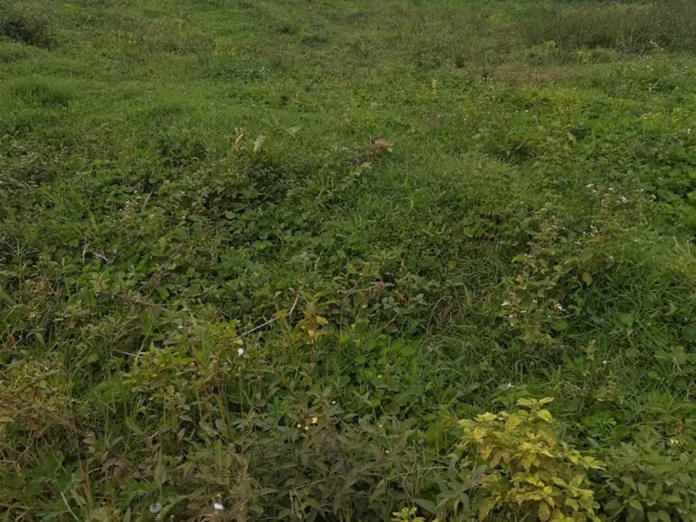 Residential Land for sale in Kigombya Mukono