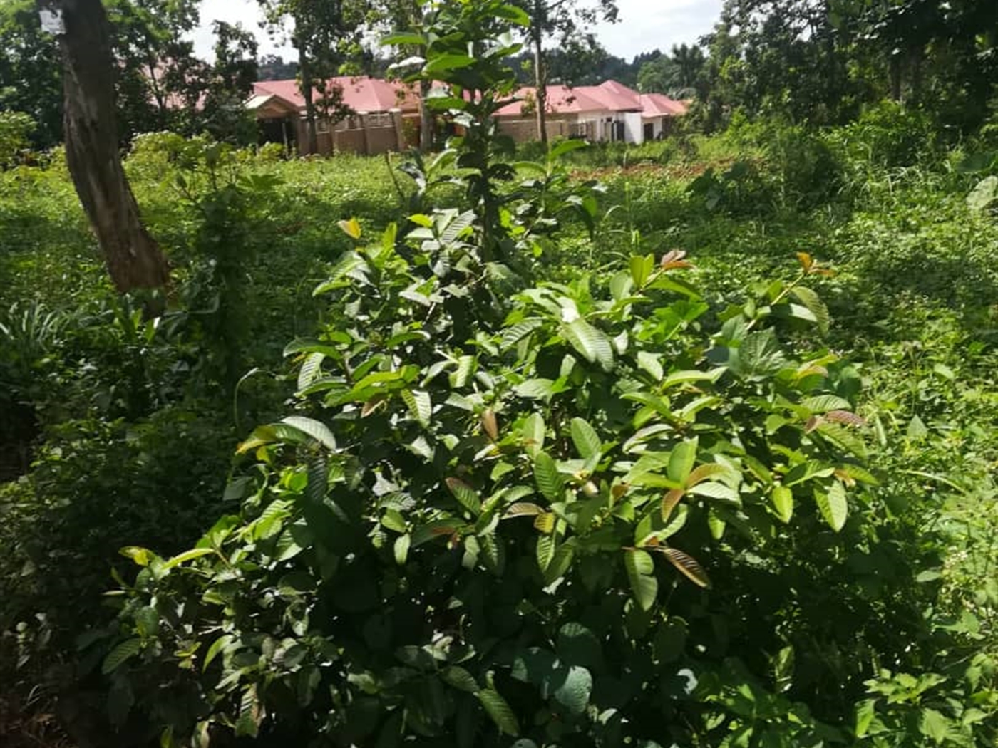 Residential Land for sale in Nsuube Mukono