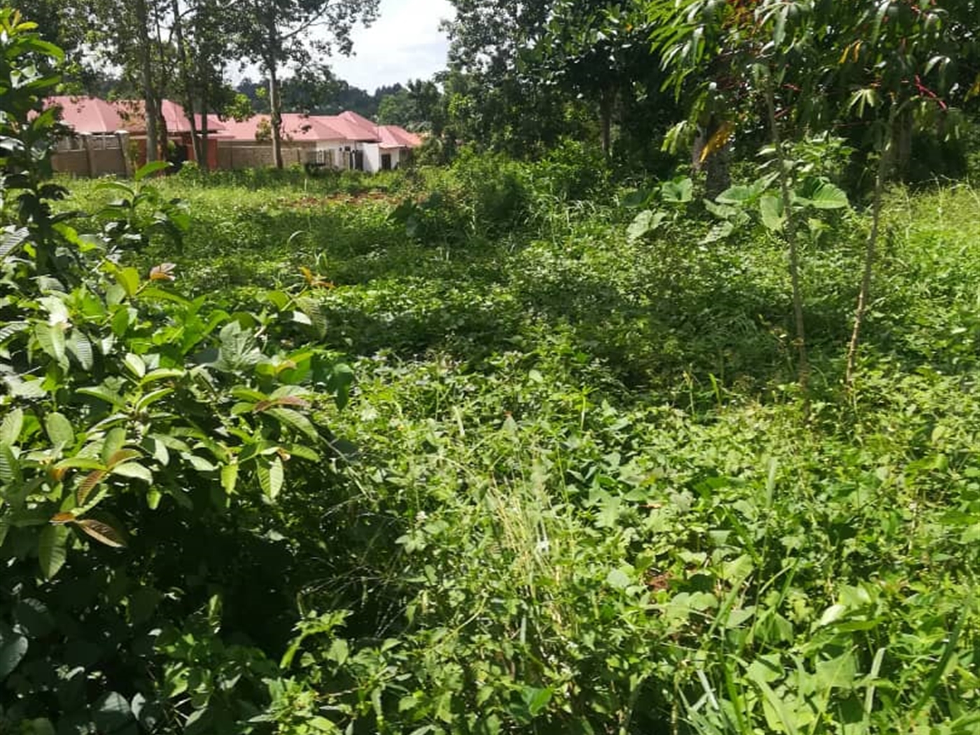 Residential Land for sale in Nsuube Mukono