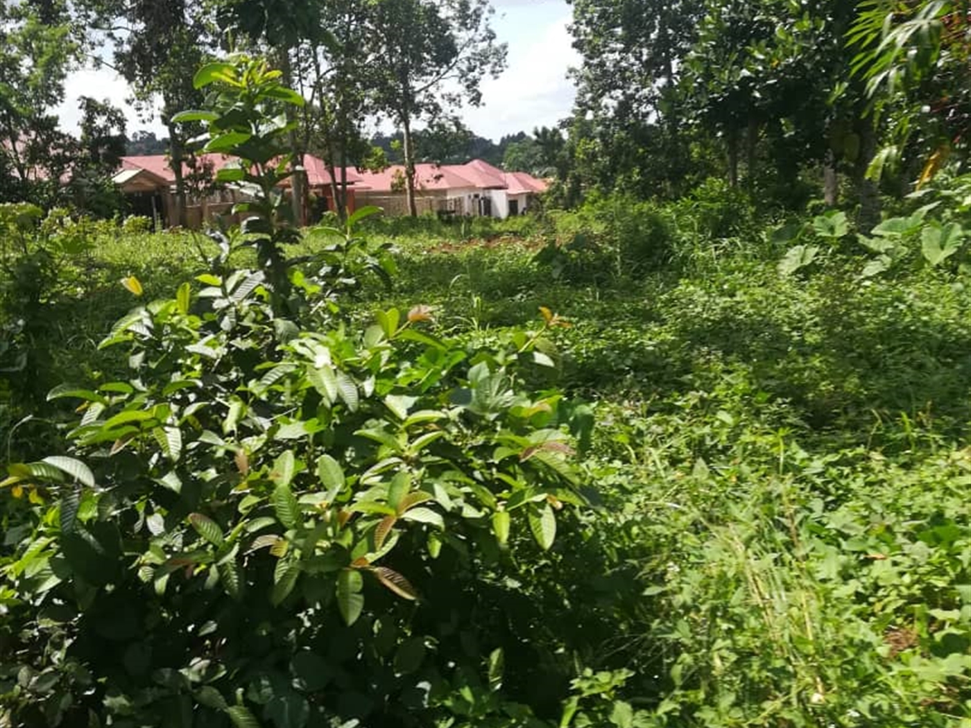 Residential Land for sale in Nsuube Mukono