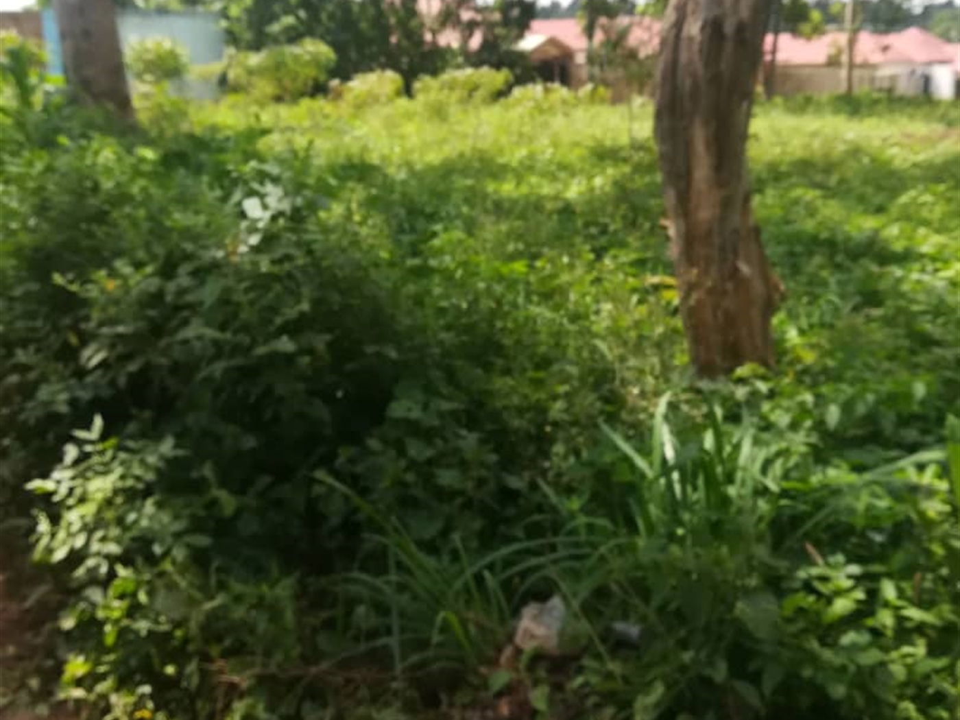 Residential Land for sale in Nsuube Mukono