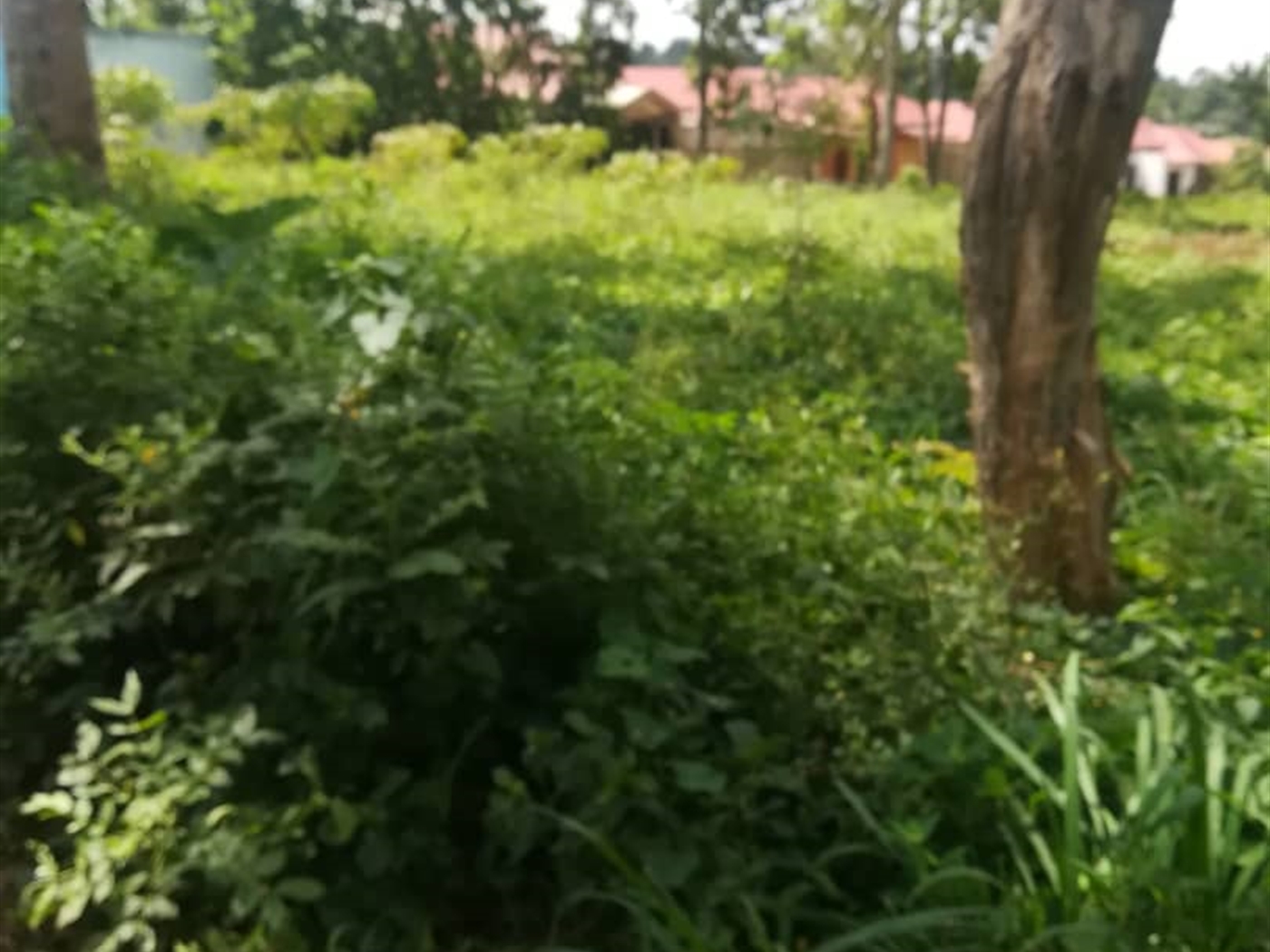 Residential Land for sale in Nsuube Mukono