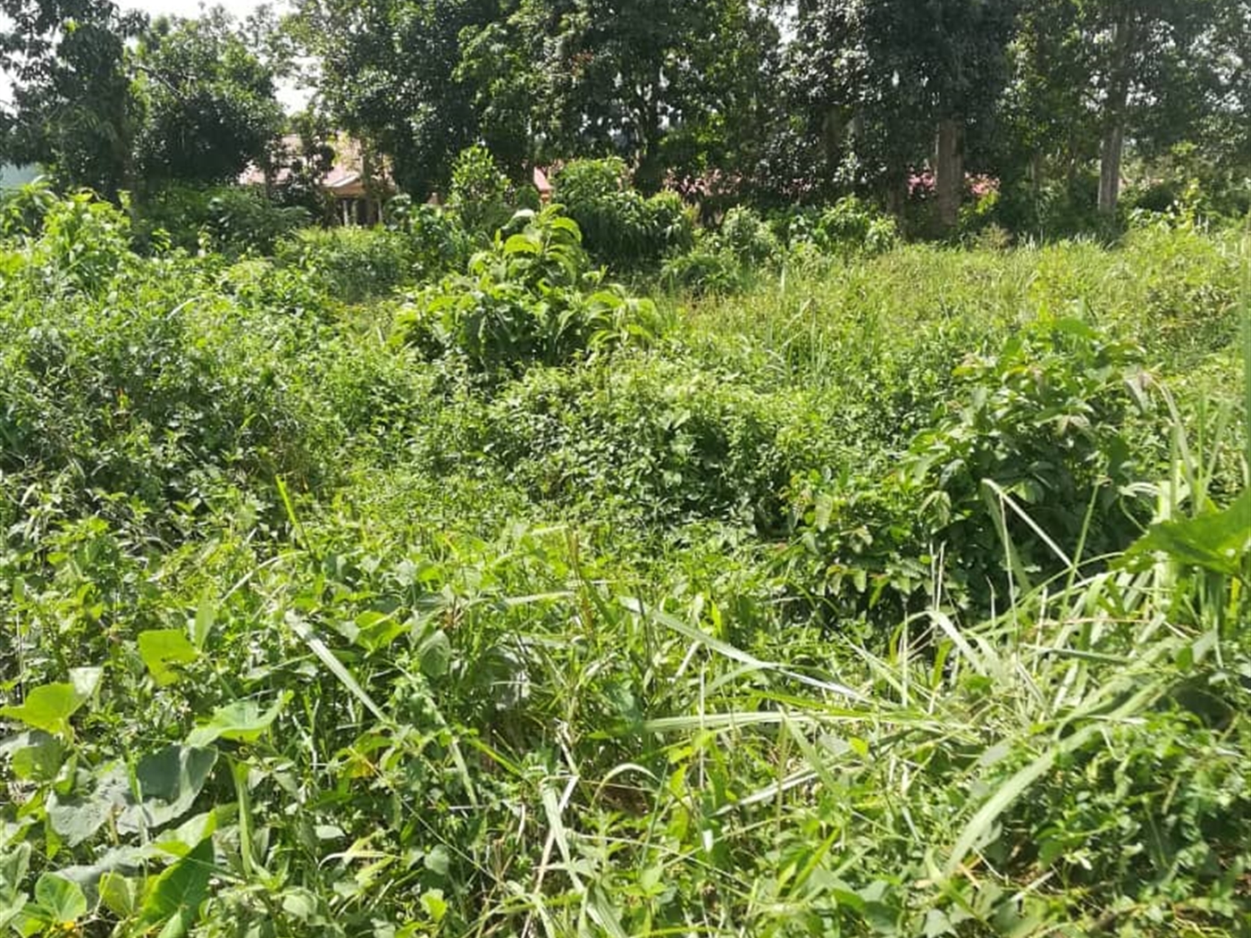 Residential Land for sale in Nsuube Mukono