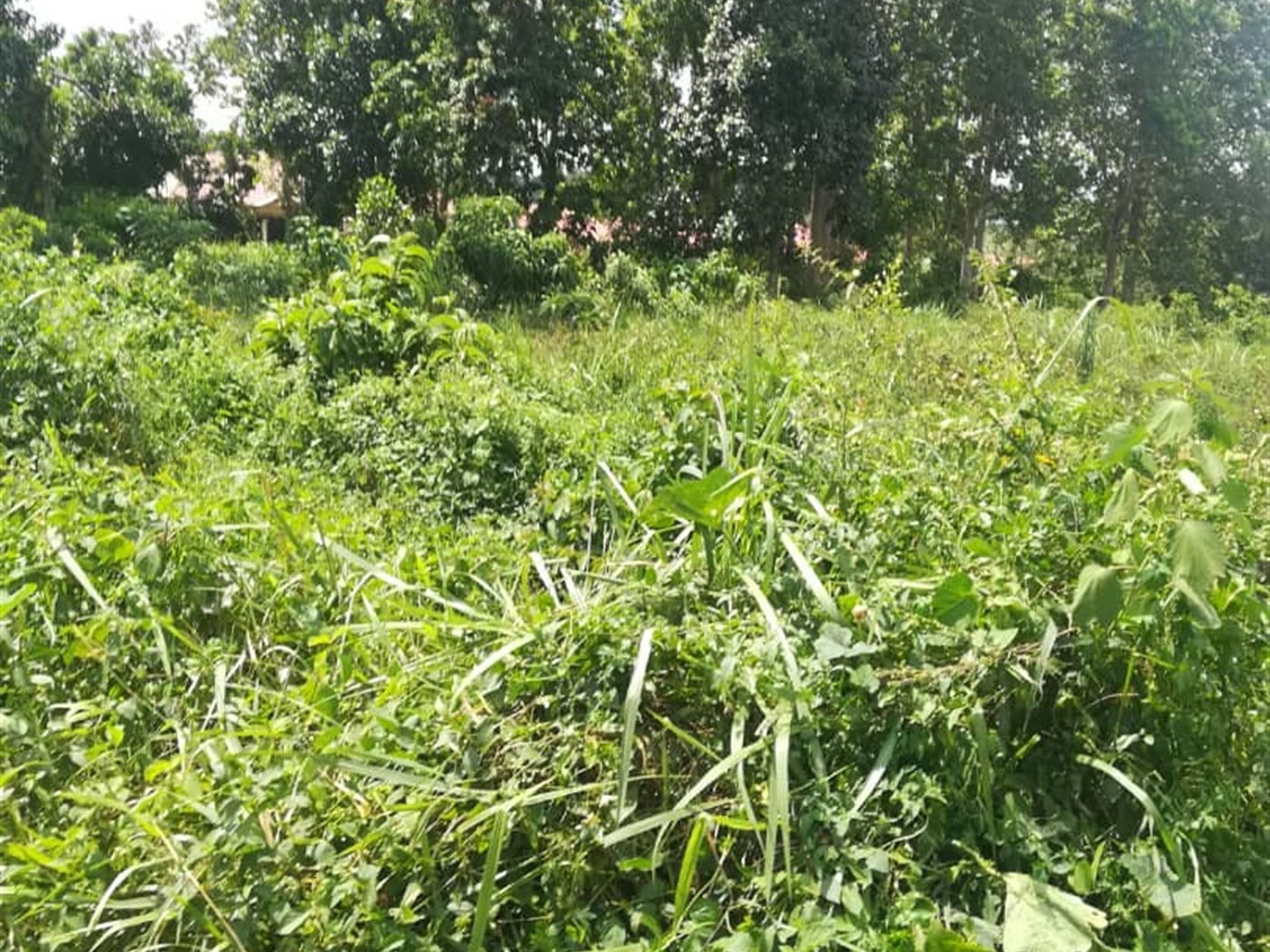 Residential Land for sale in Nsuube Mukono