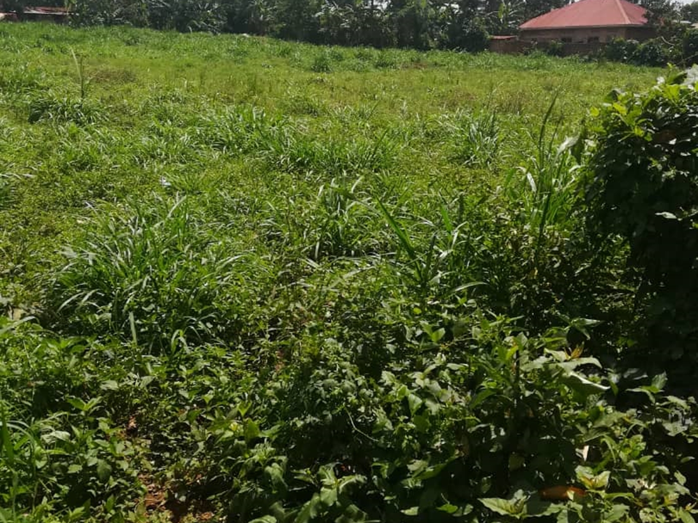 Residential Land for sale in Nsuube Mukono