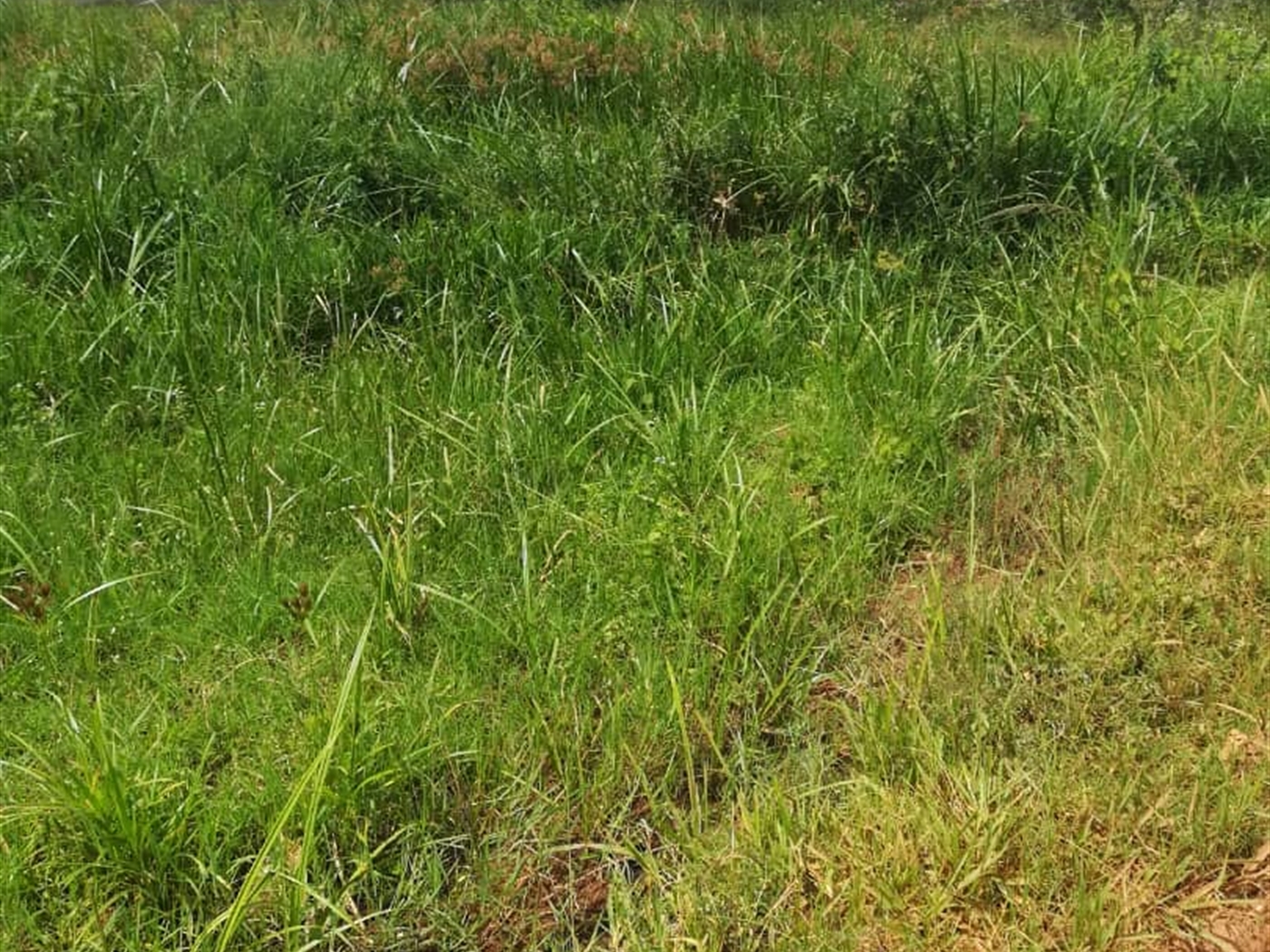 Residential Land for sale in Namataba Mukono