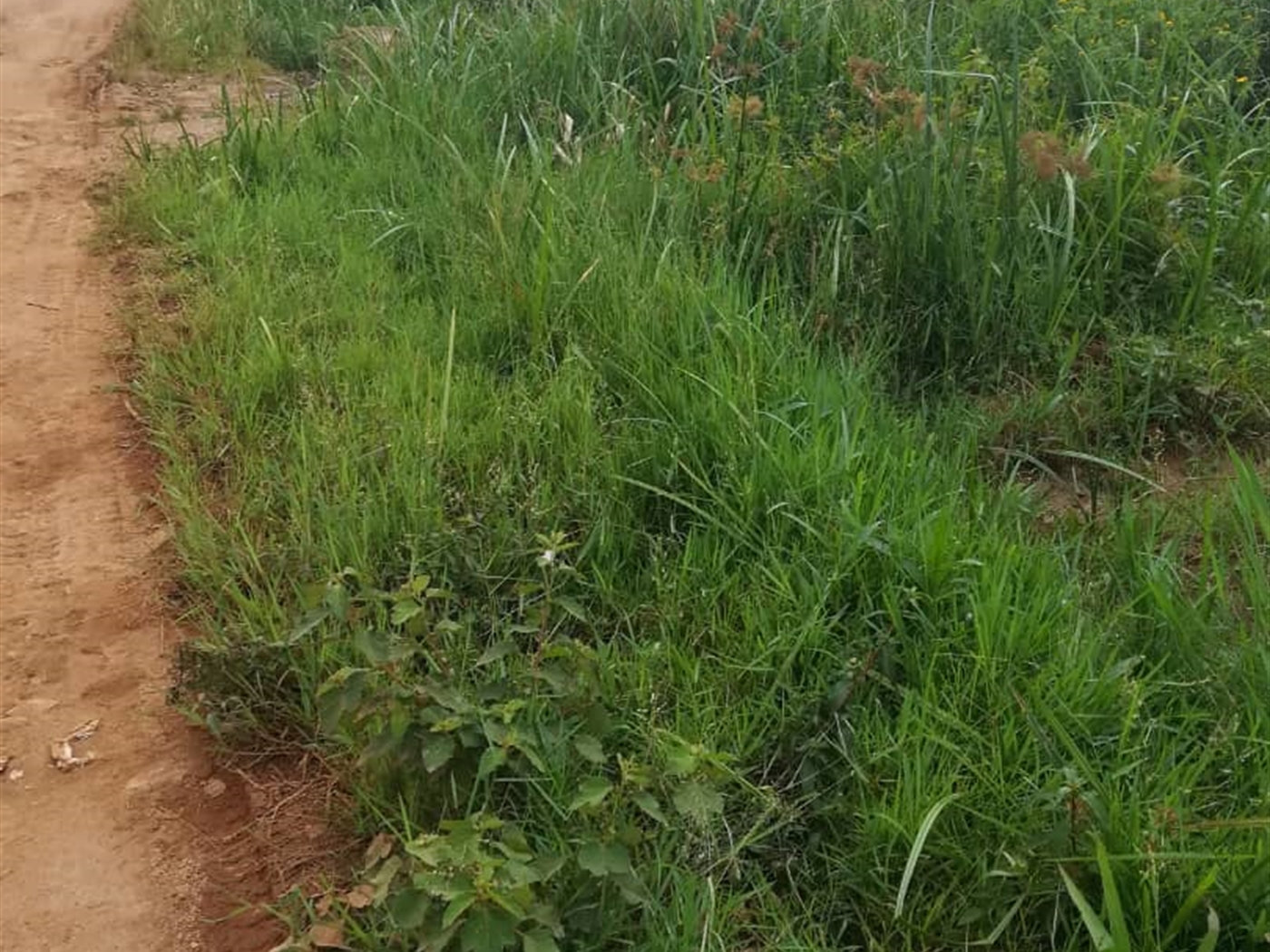 Residential Land for sale in Namataba Mukono