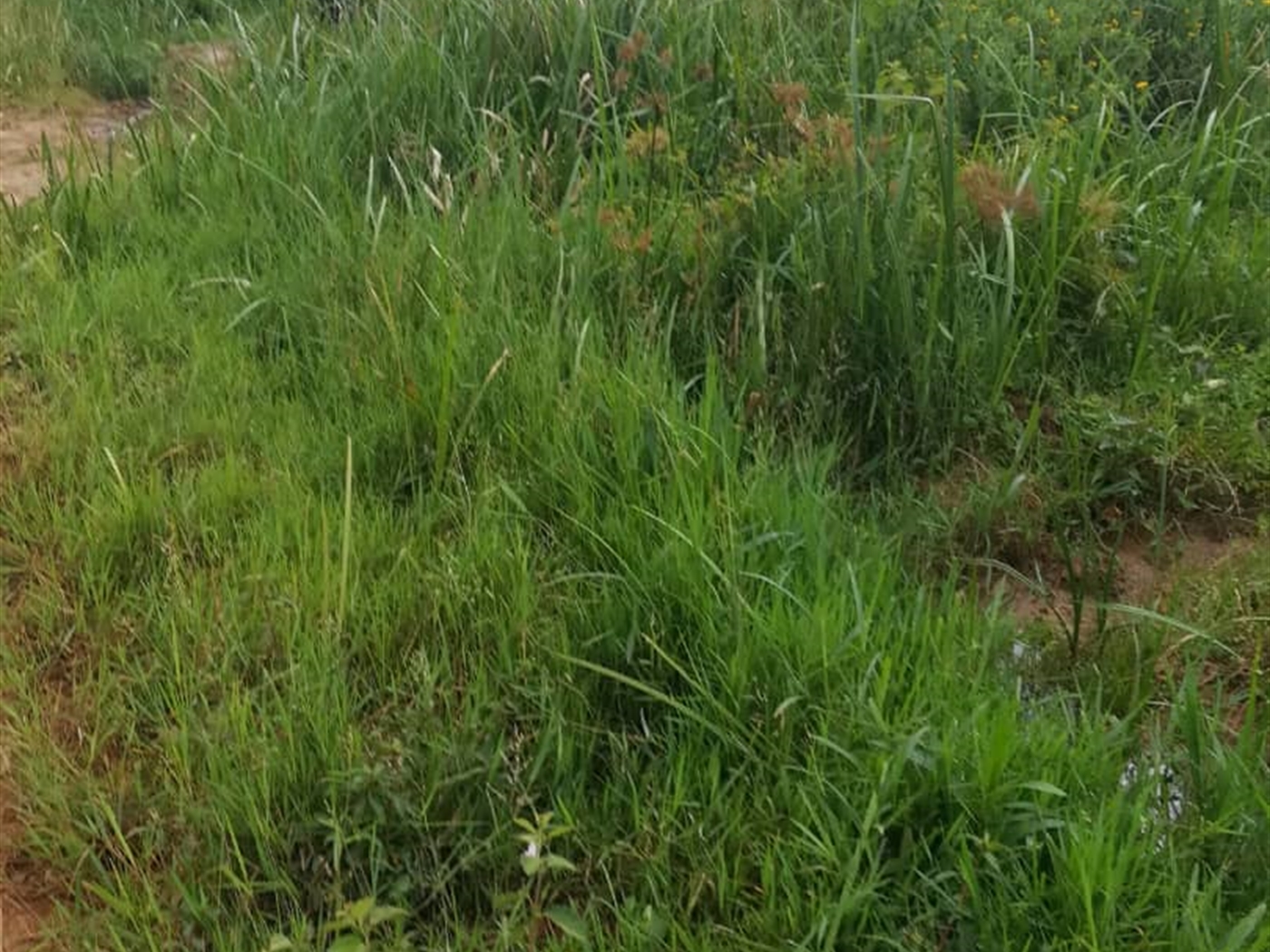 Residential Land for sale in Namataba Mukono