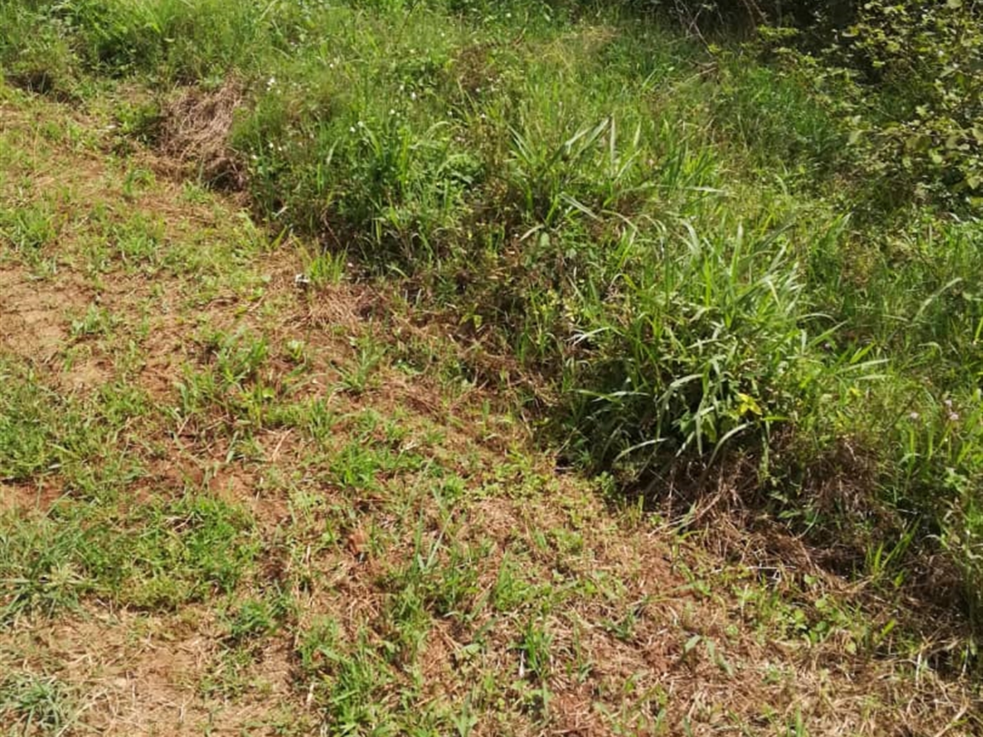 Residential Land for sale in Ucu Mukono