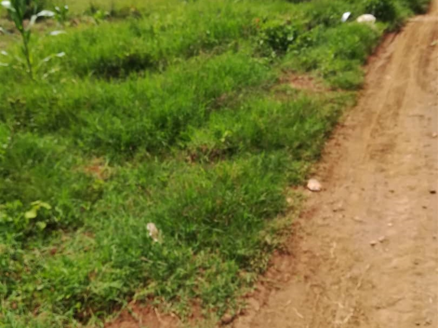 Residential Land for sale in Ucu Mukono