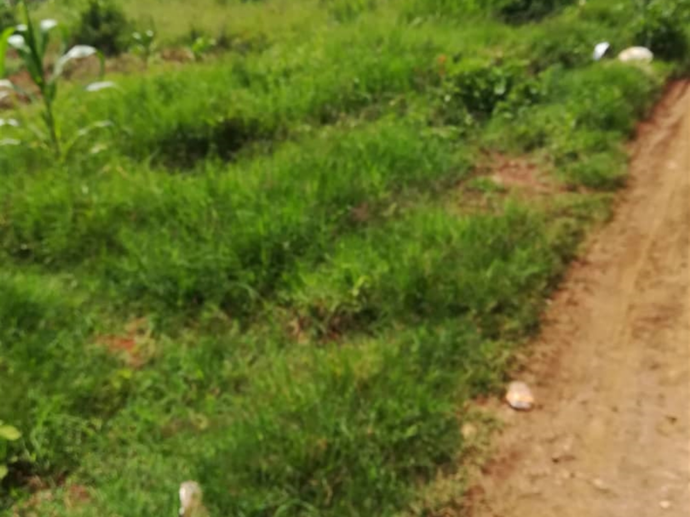 Residential Land for sale in Ucu Mukono