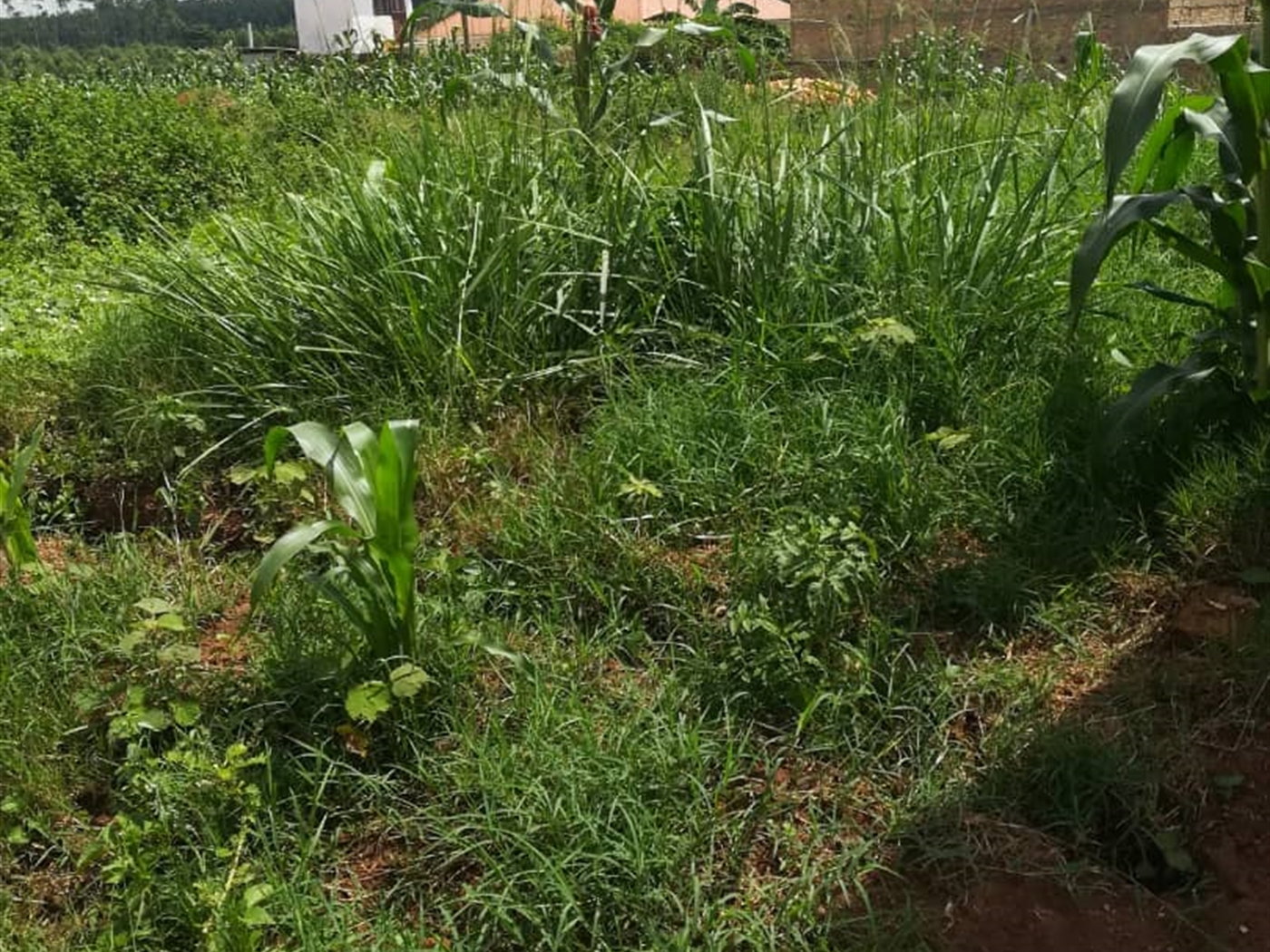 Residential Land for sale in Ucu Mukono