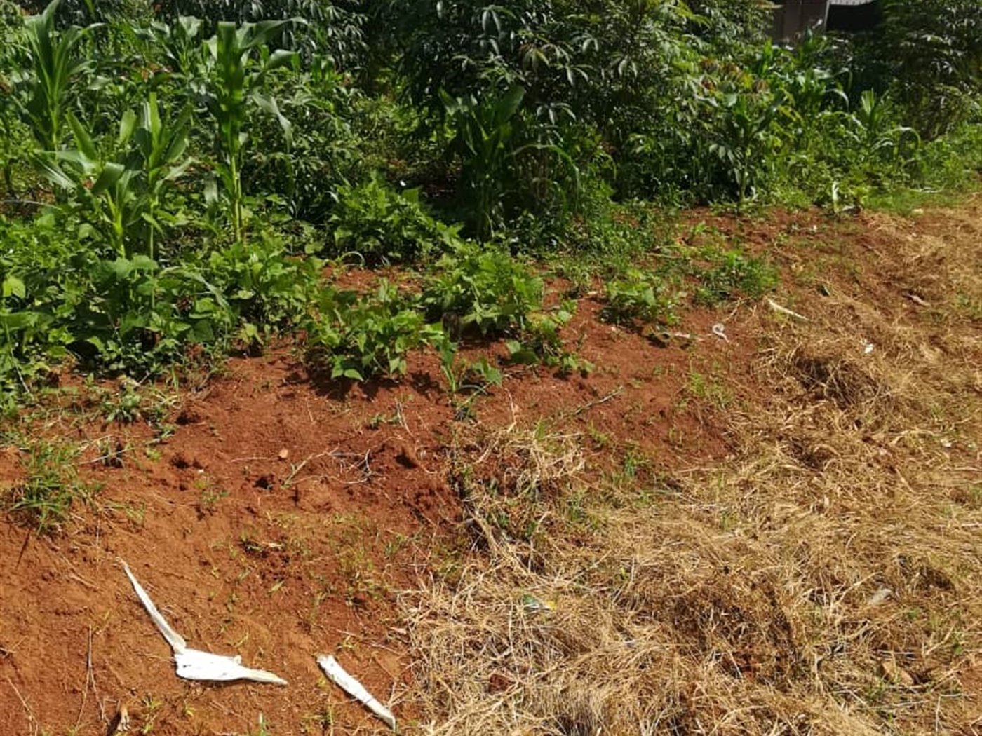 Residential Land for sale in Ucu Mukono