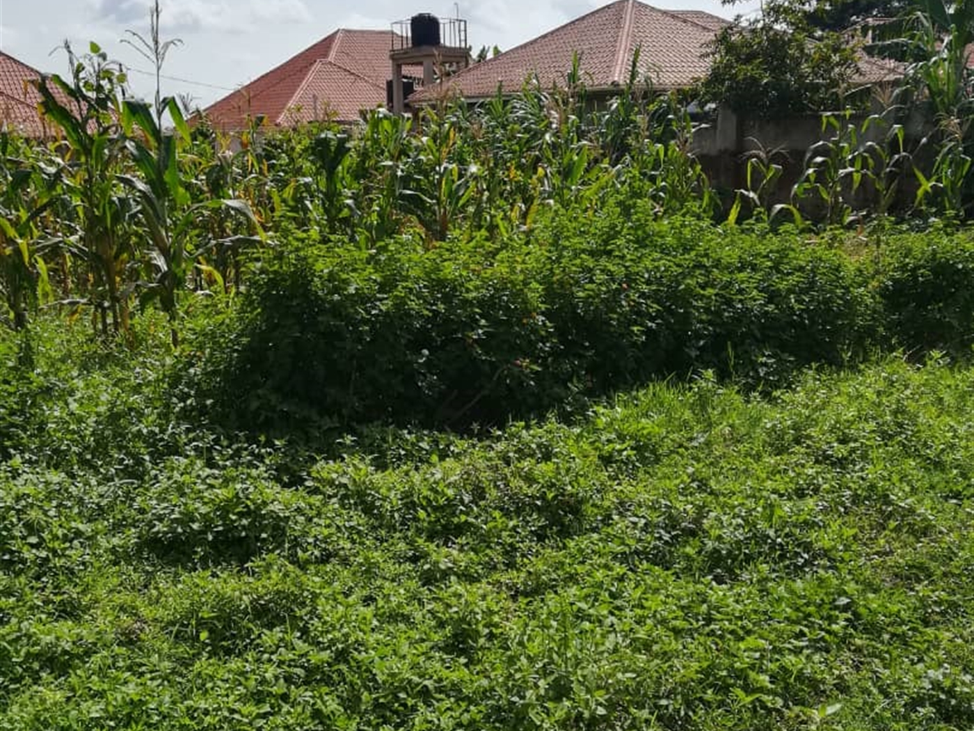 Residential Land for sale in Ucu Mukono