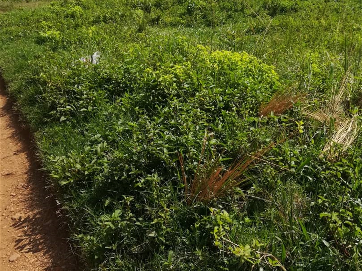 Residential Land for sale in Kigunga Mukono