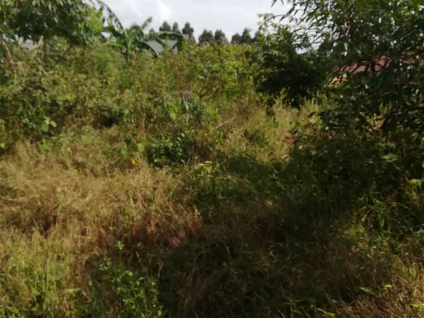 Residential Land for sale in Kigunga Mukono