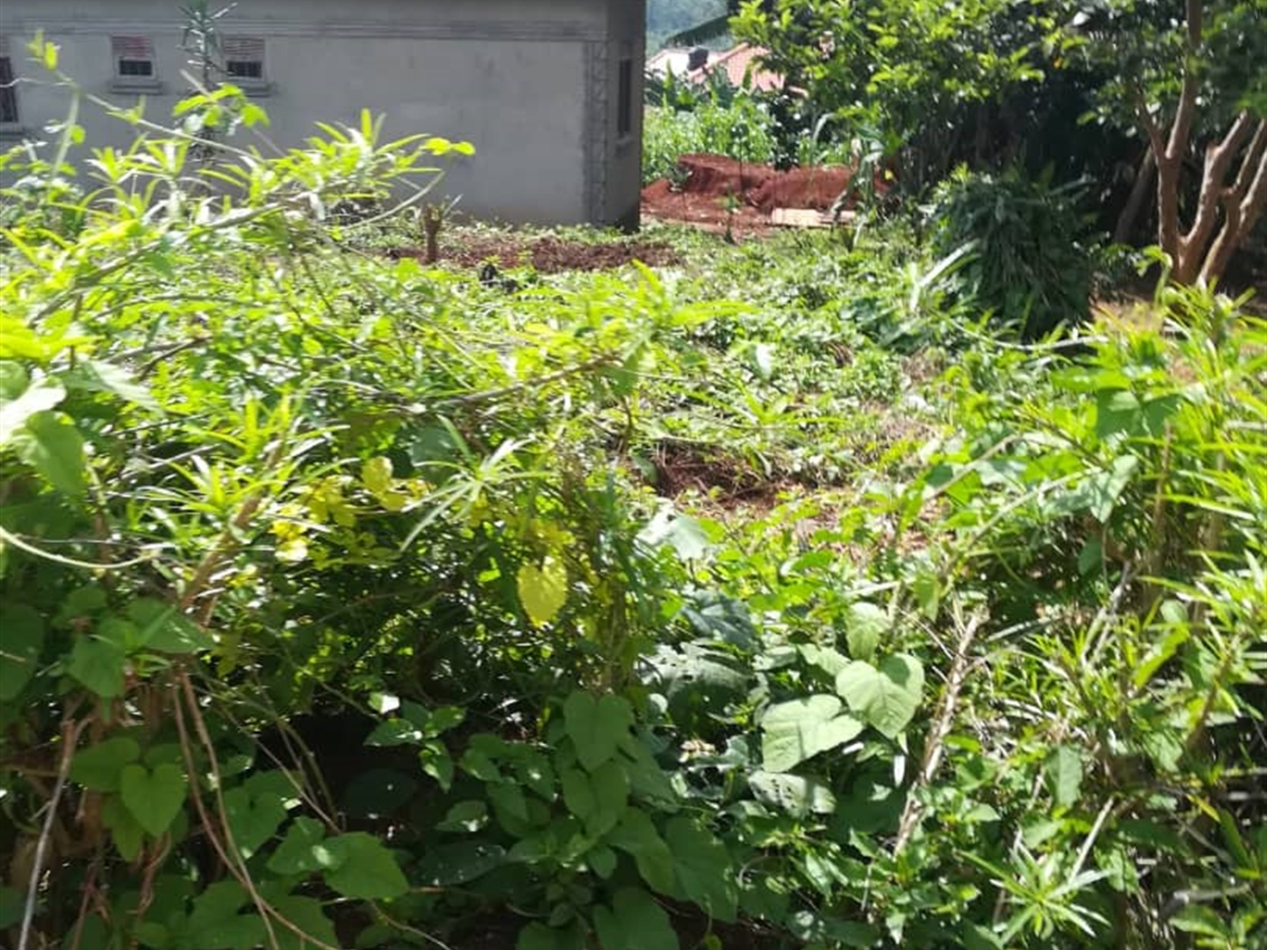 Residential Land for sale in Kigunga Mukono