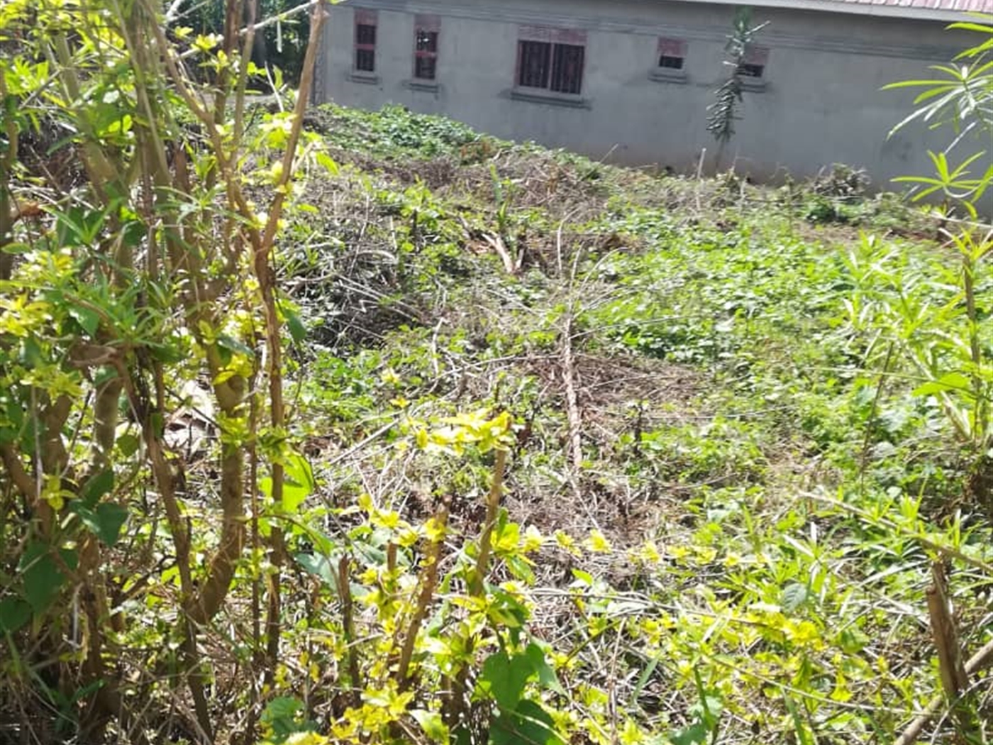 Residential Land for sale in Kigunga Mukono