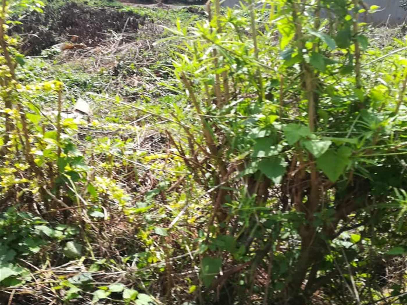 Residential Land for sale in Kigunga Mukono