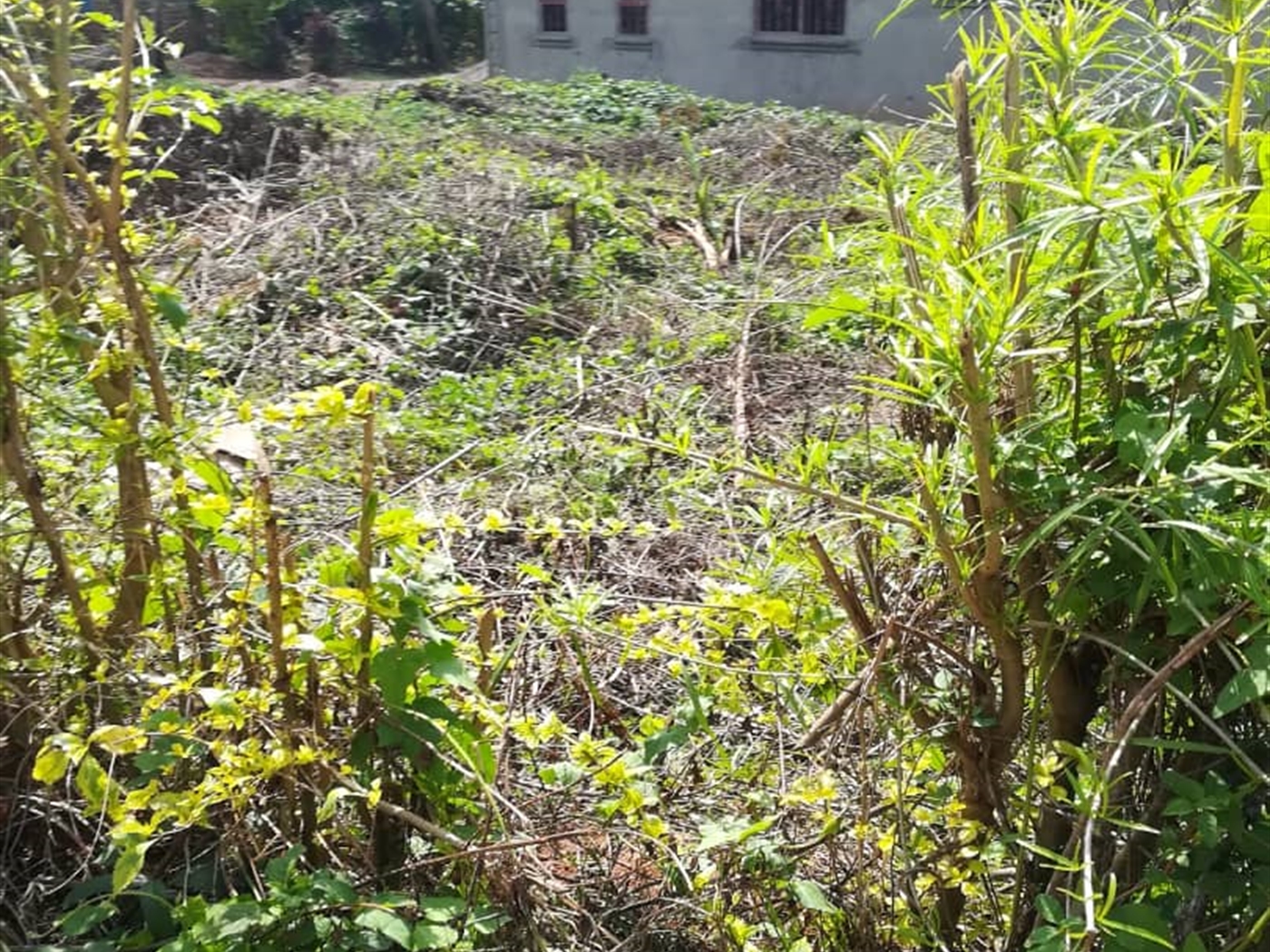 Residential Land for sale in Kigunga Mukono