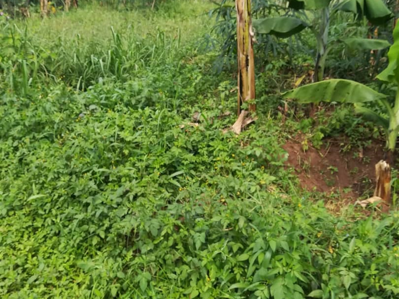 Residential Land for sale in Nasuuti Mukono