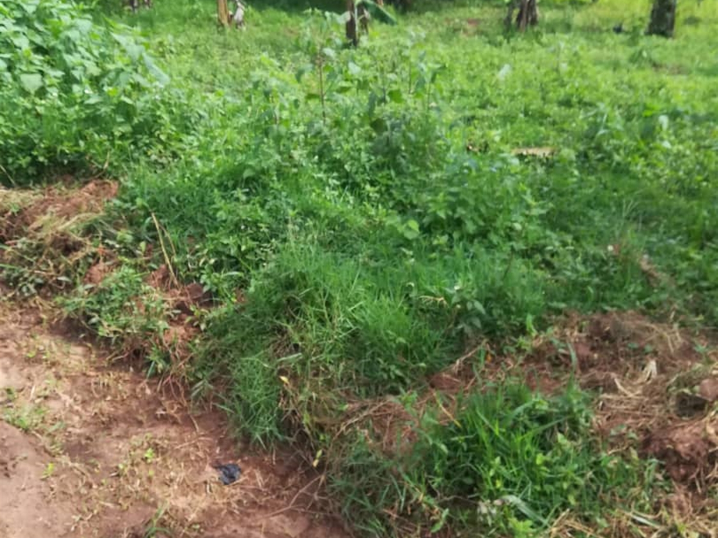 Residential Land for sale in Nasuuti Mukono