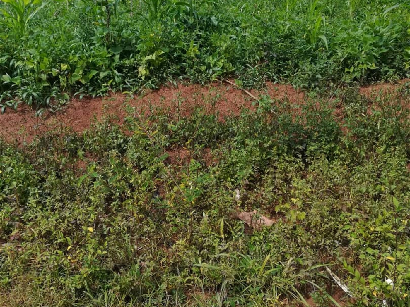 Residential Land for sale in Kusatu Mukono