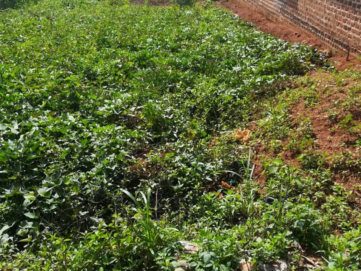 Residential Land for sale in Bukeelele Mukono