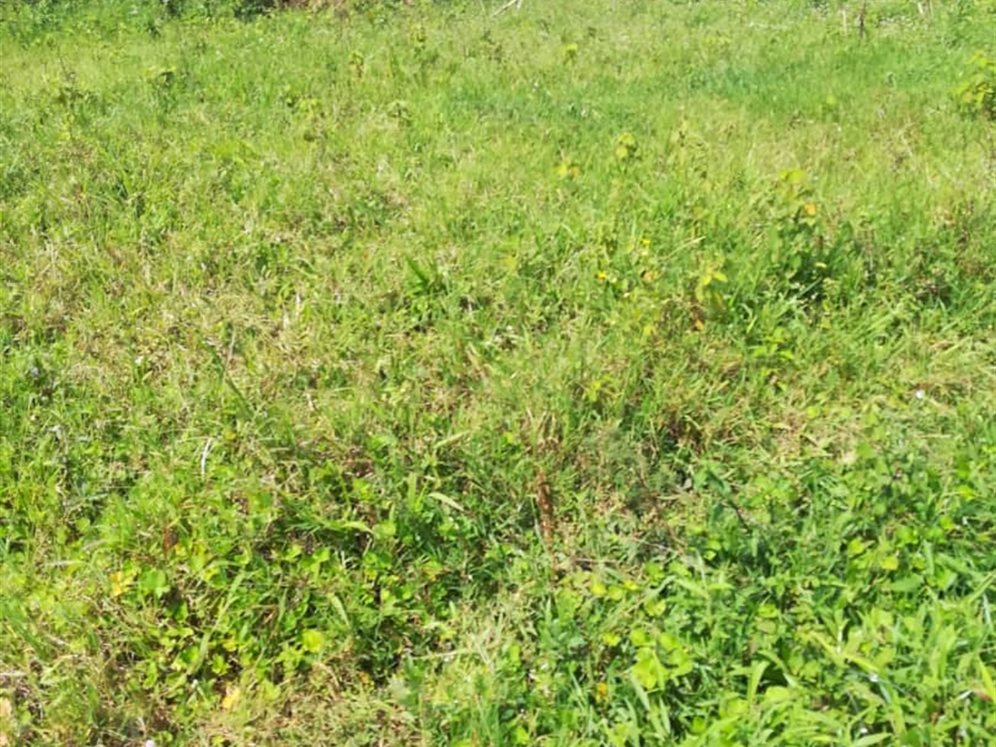 Residential Land for sale in Kilowooza Mukono