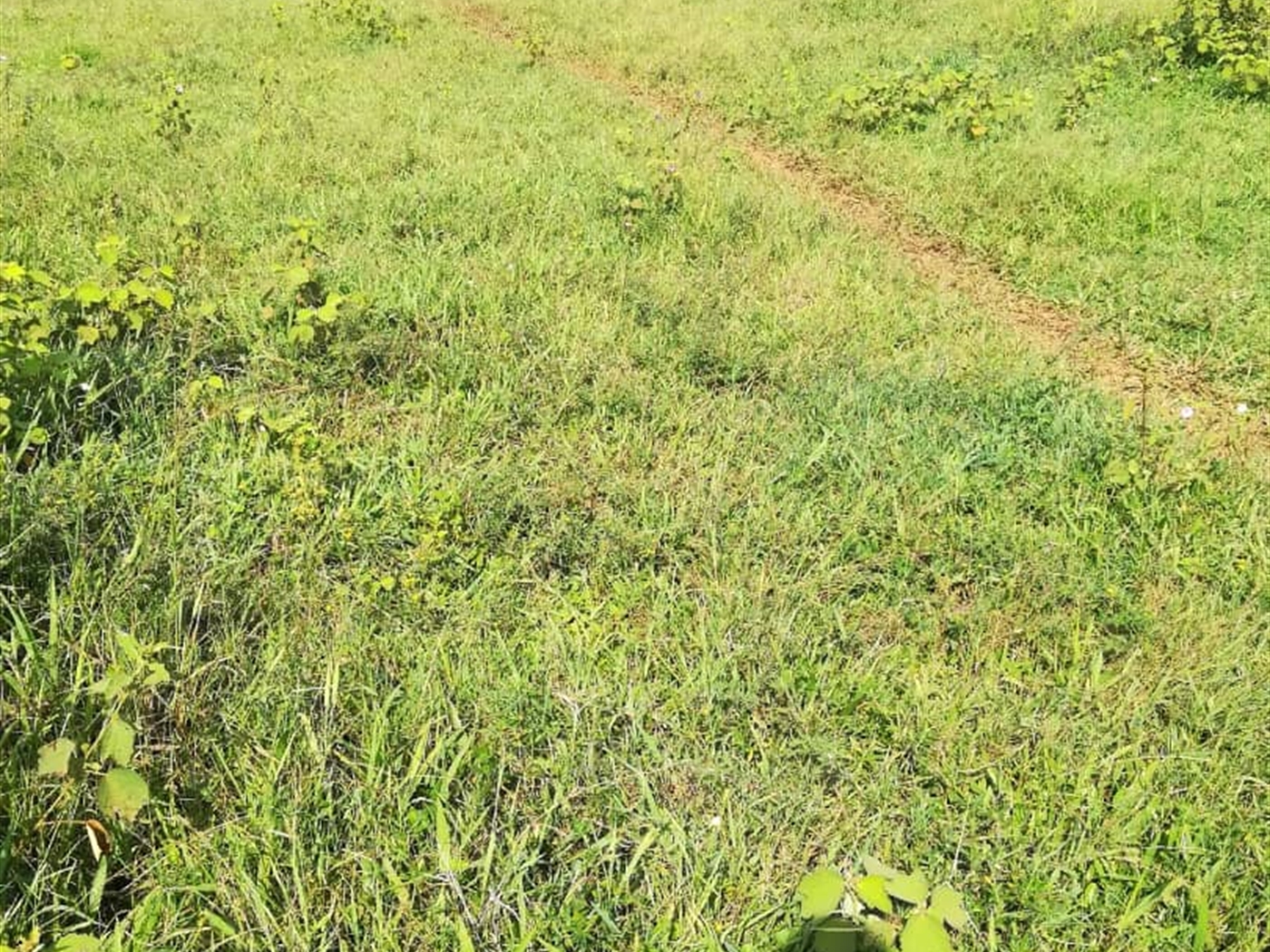 Residential Land for sale in Kisowela Mukono